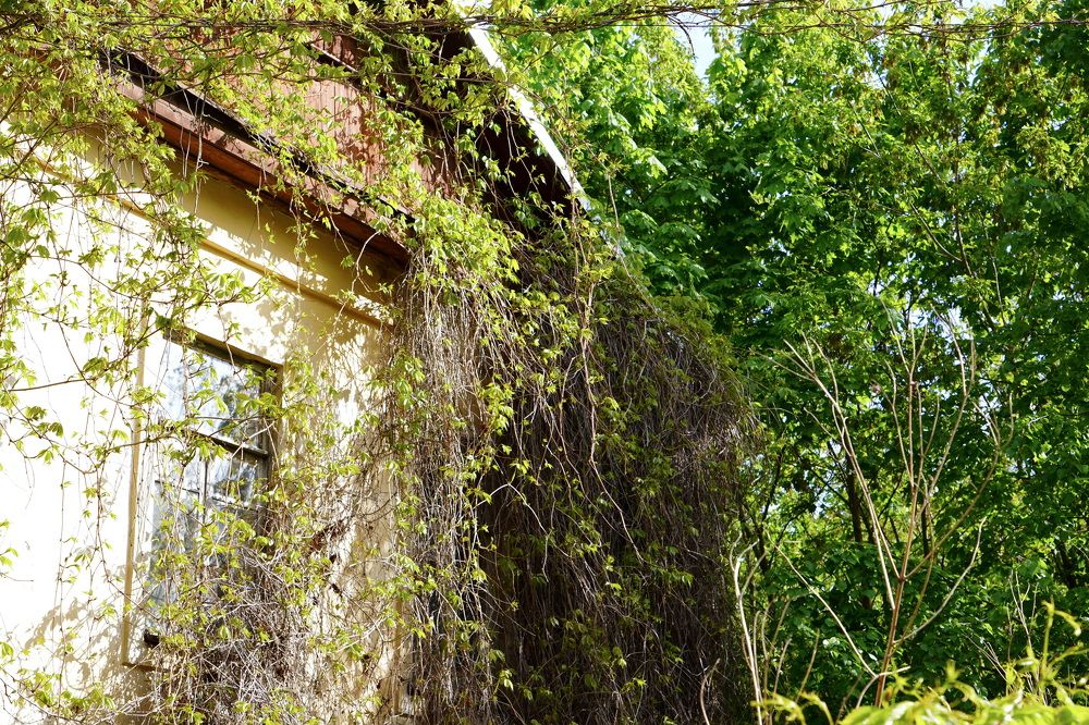 Природа возьмет свое