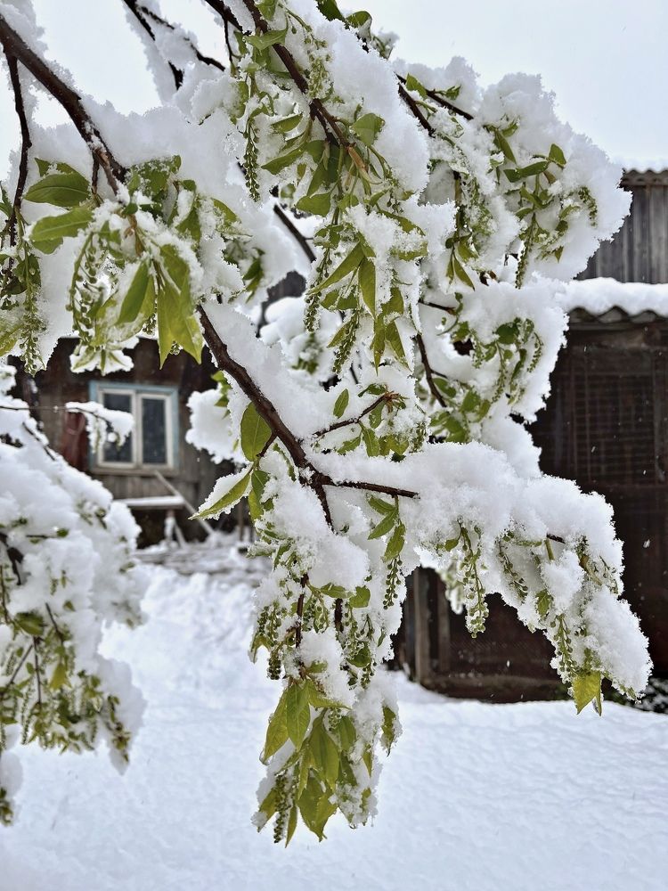 Суровый май 2024 года
