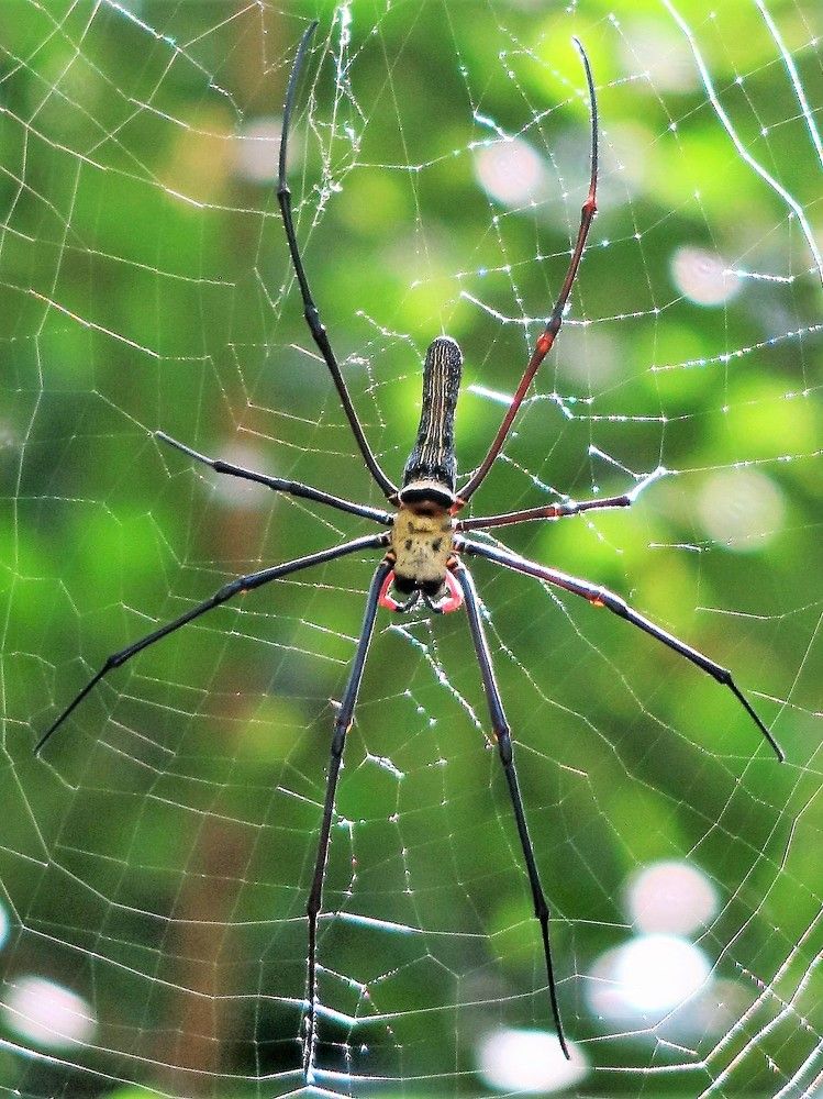 Photograph by Dennis Ng