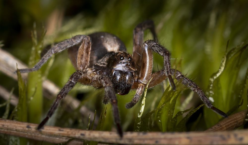 Photograph by Рихард Мисан