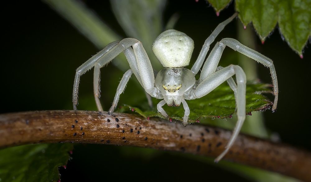 Photograph by Рихард Мисан