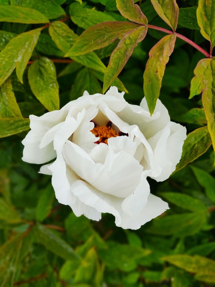 Photograph by Александра