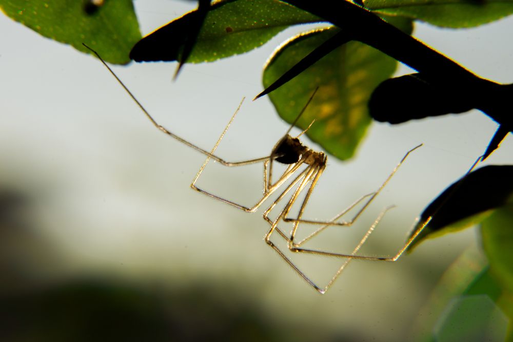 Photograph by Carlos Alberto López