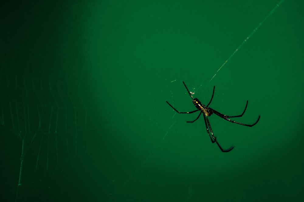 Photograph by Carlos Alberto López