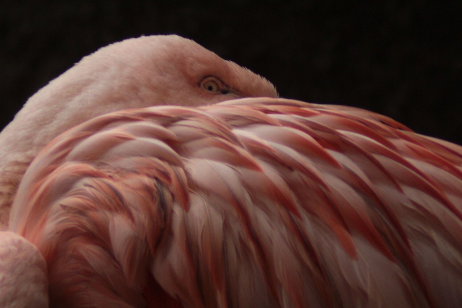 Photo #10605635