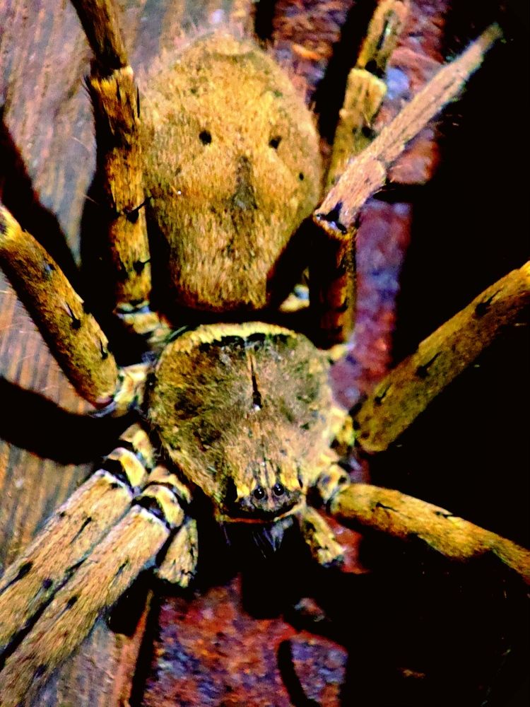 Фотография автора Debdutt Saha