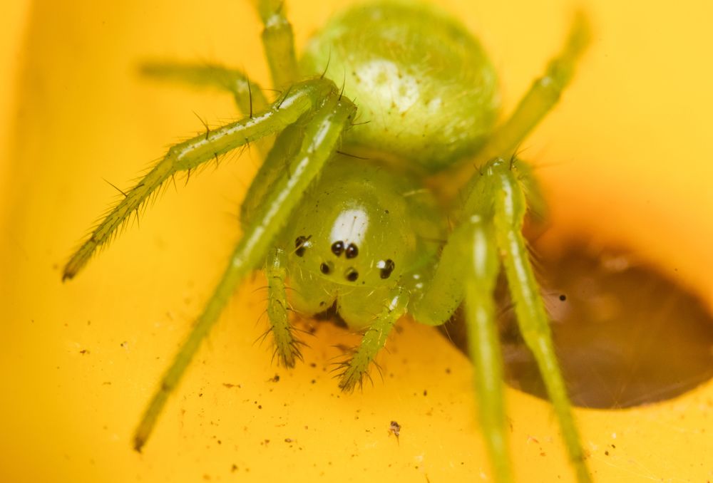 Фотография автора Thomas Engida