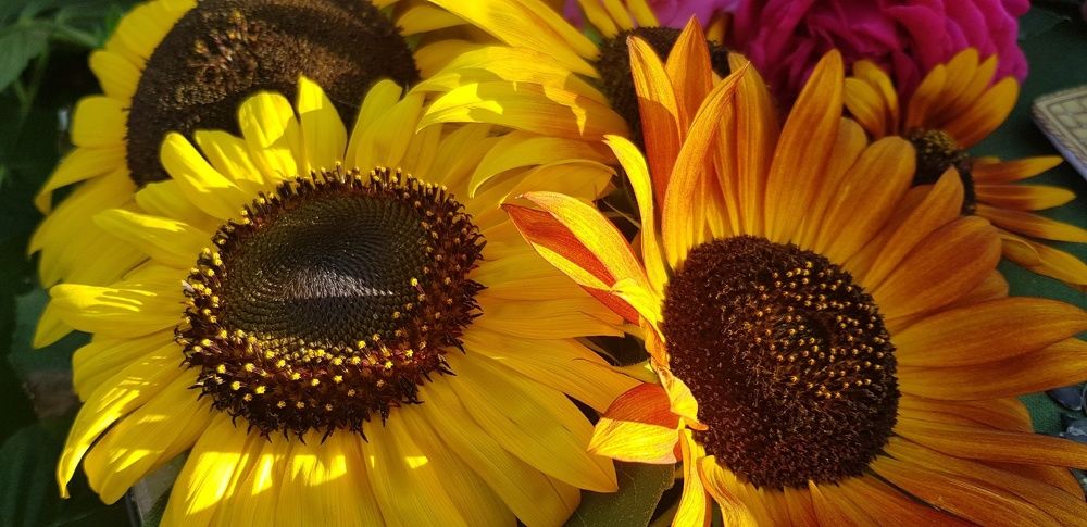 Фотография автора Ольга Мусина