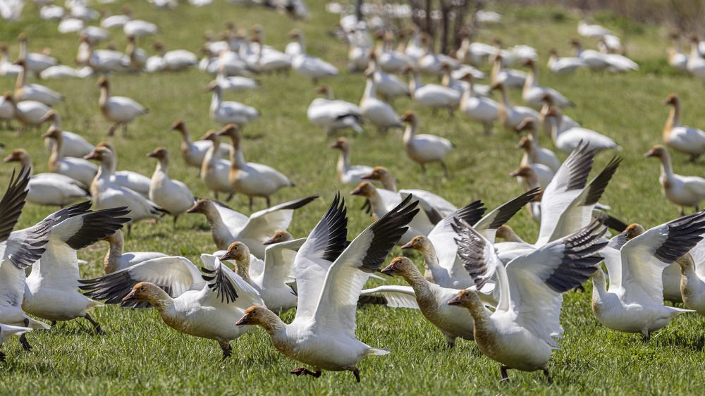Snow Geese