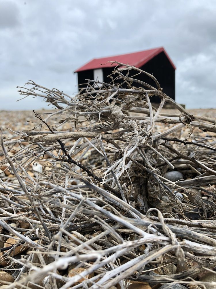 Photograph by Zinaida Sassarini