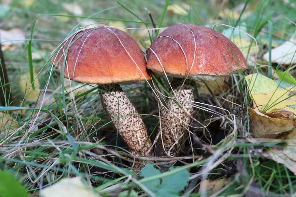 Фотография автора Колосова Елена