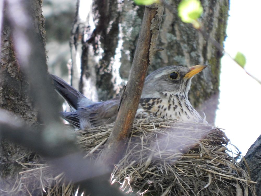 Photograph by Александр Прядко