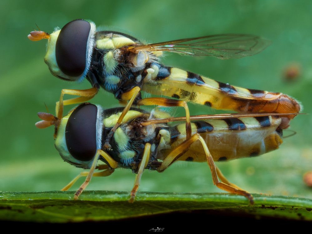 Photograph by Manjunath S