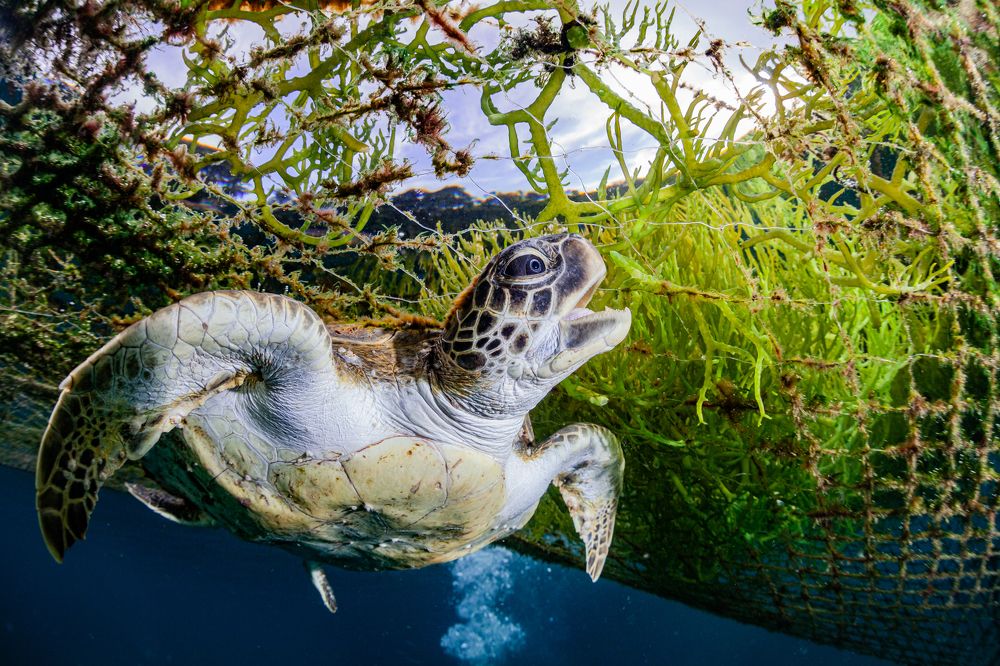 Photograph by Gabriel Vieira costa