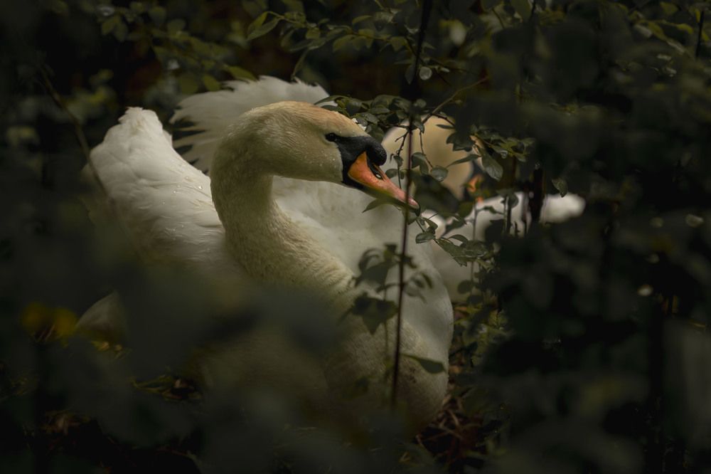 Photograph by Юлия Мишина