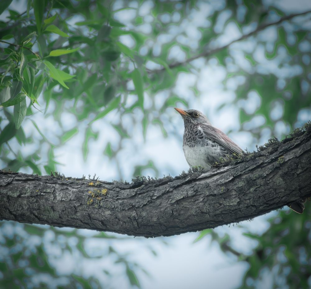 Photograph by Silyavin Nikita