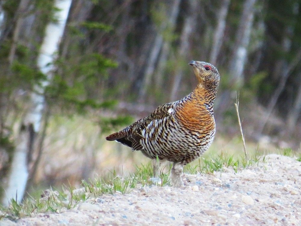 Photograph by Людмила Кононова