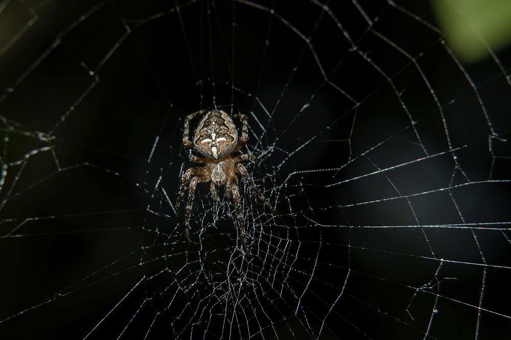 Фотография автора Branko Banko