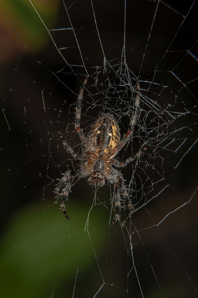 Фотография автора Branko Banko