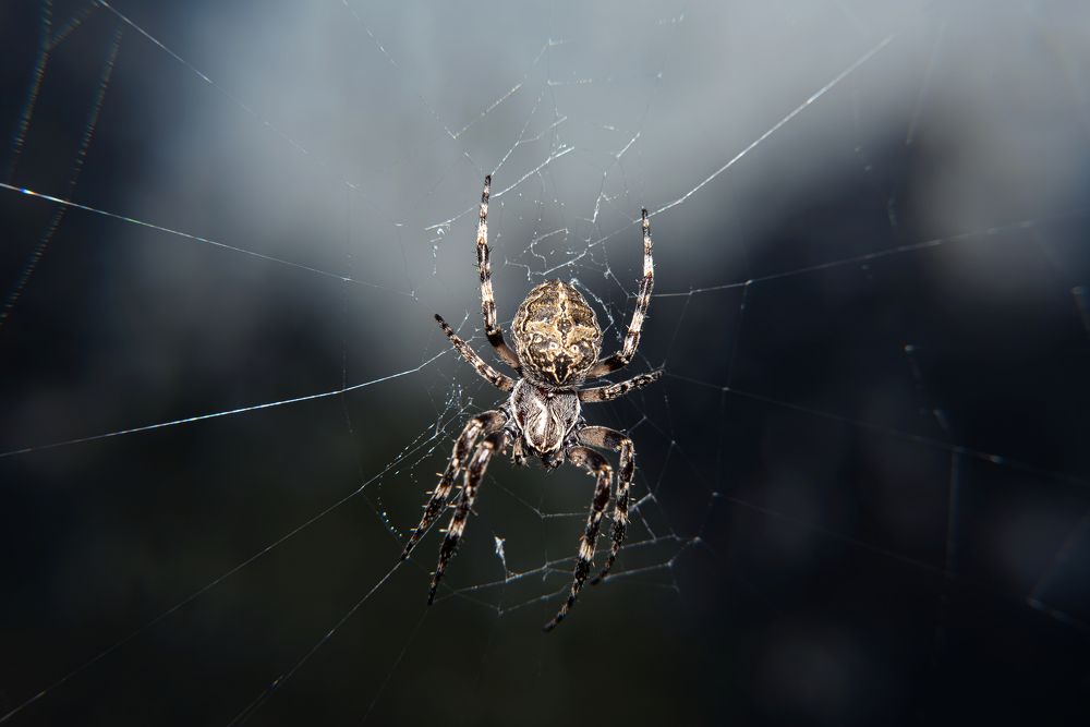 Фотография автора Branko Banko