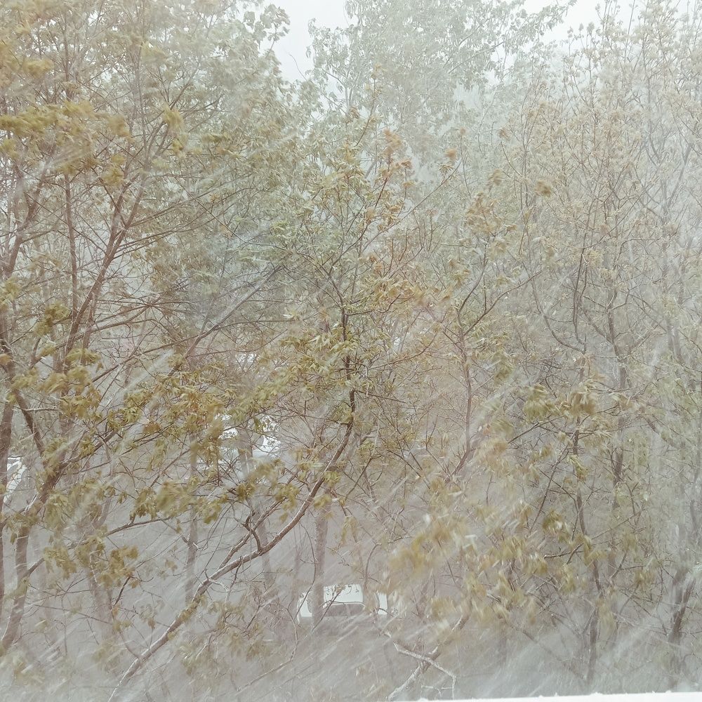 Photo #10606915