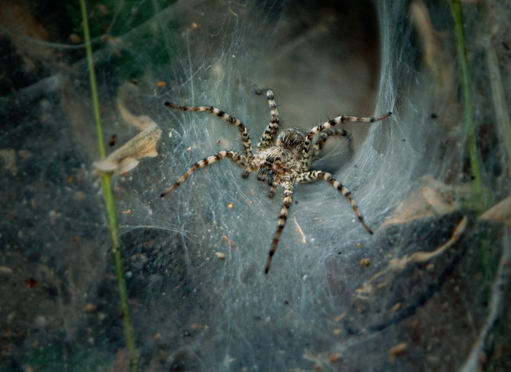 Photograph by Batjargal Lkhagvasuren