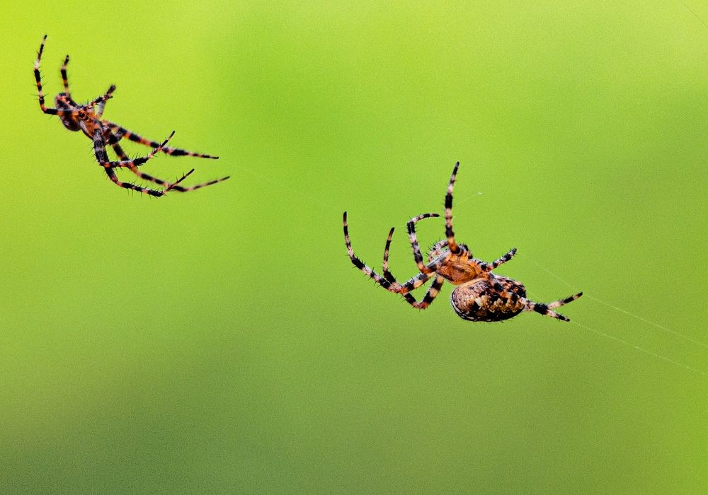 Photograph by Batjargal Lkhagvasuren