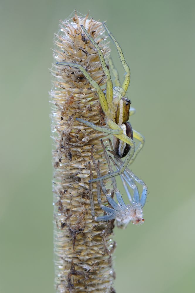 Господа офицеры, голубые князья.