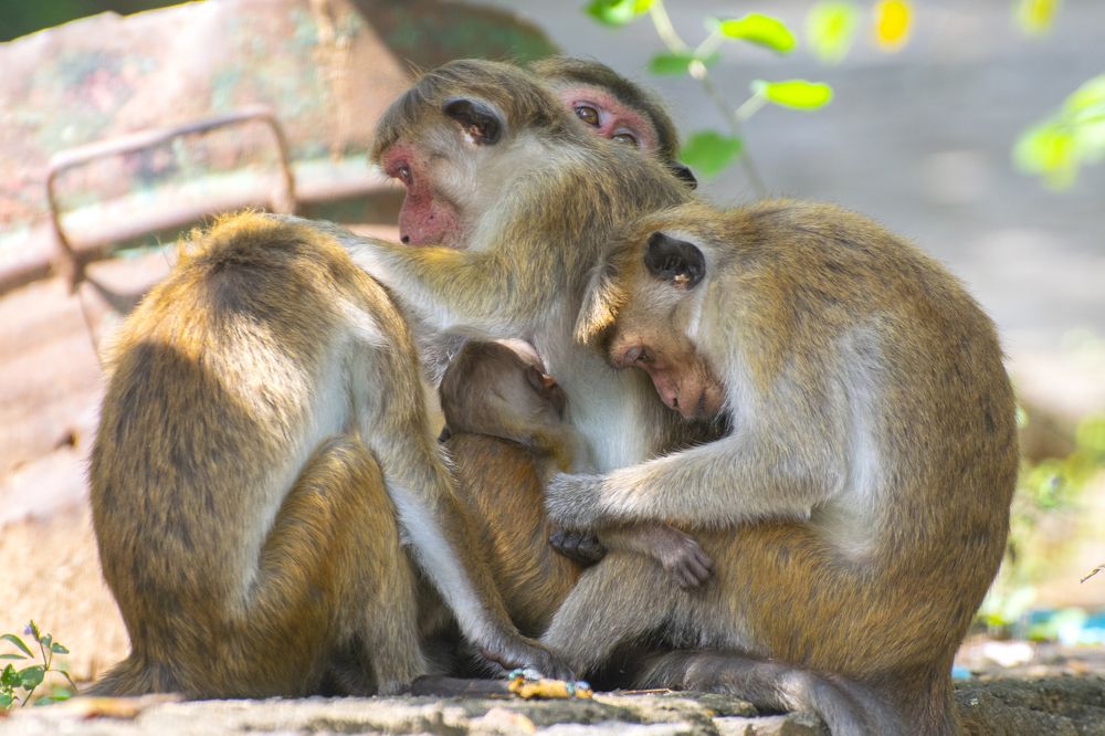 Фотография автора Supun Chandrathilake