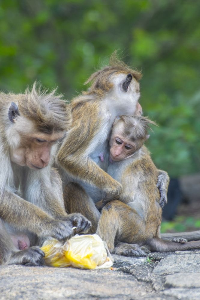 Фотография автора Supun Chandrathilake