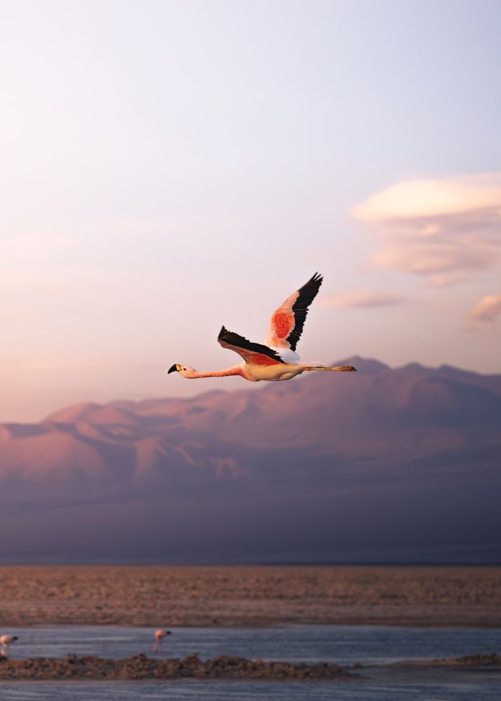 Flamingo Salar do Atacama