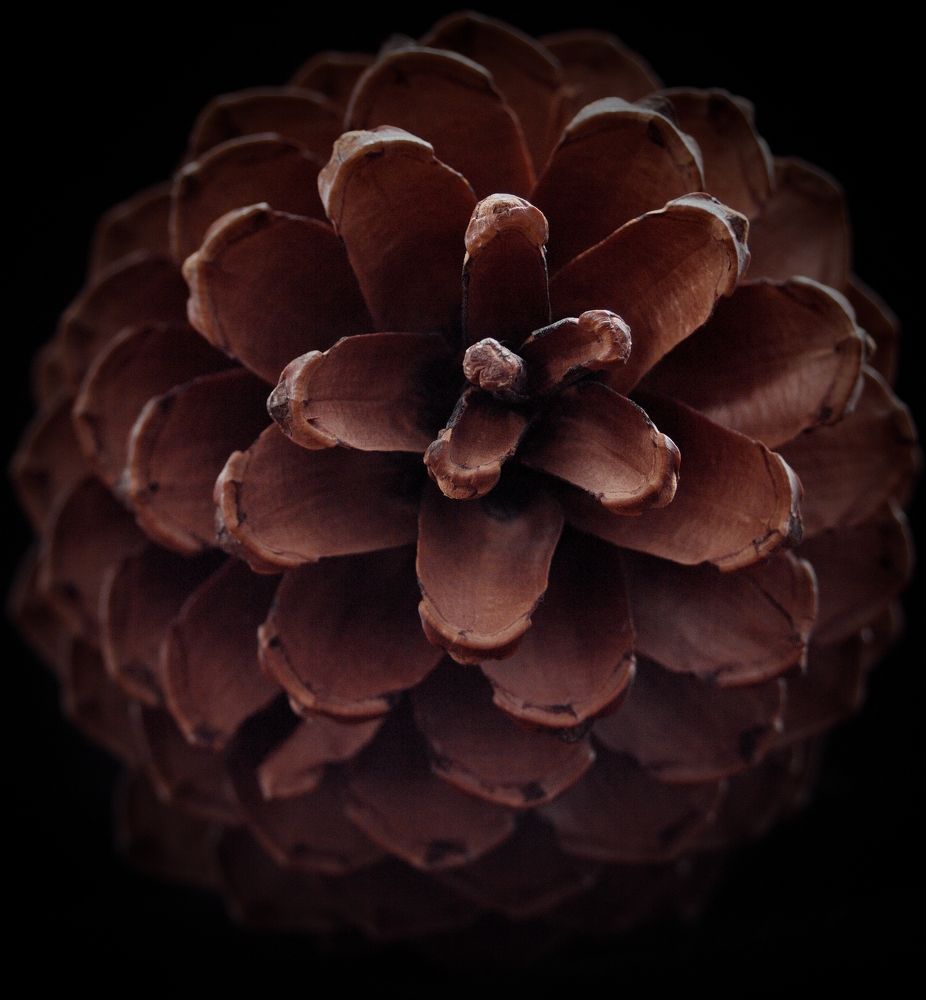 Кедровый узор