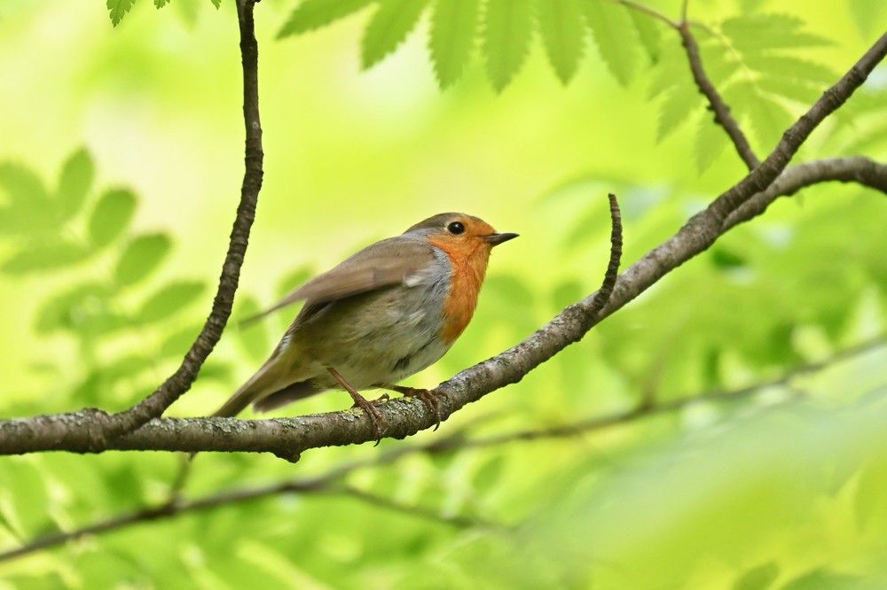 Фотография автора IRINA FILIPPOVA