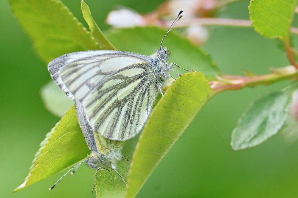 Фотография автора IRINA FILIPPOVA