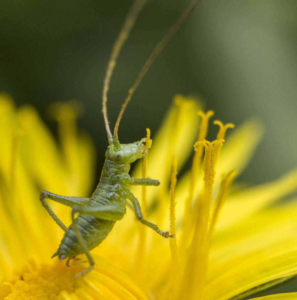 На одуванчике.