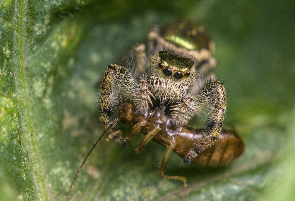 Photograph by gustavo gatto