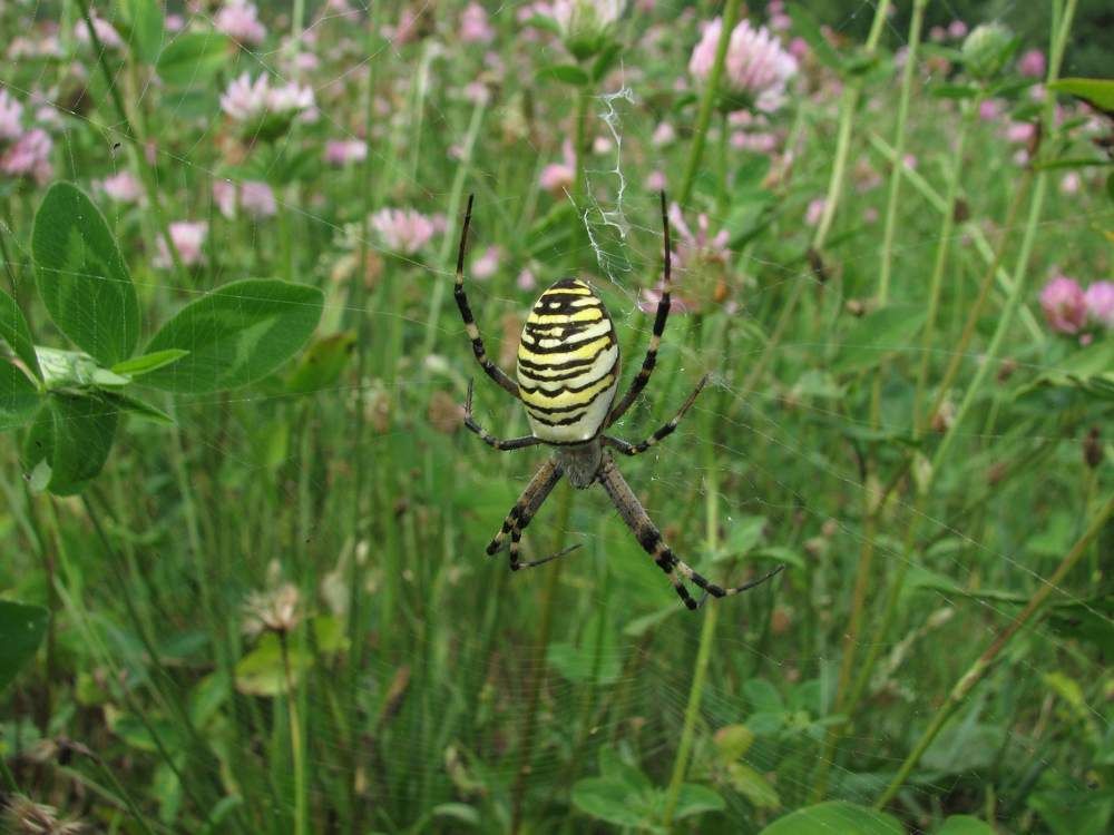 Photograph by Елена Воронова