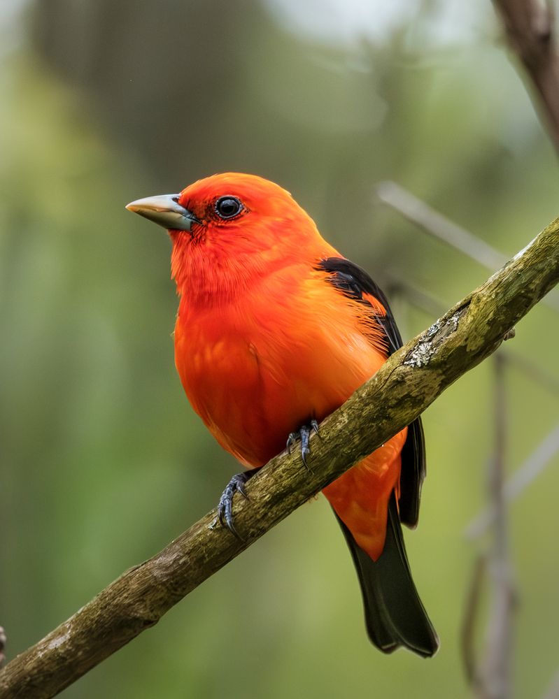 Scarlet Tanager