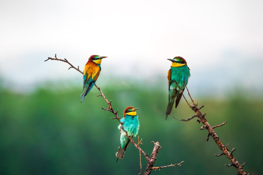 Photograph by Ata Hassanzadeh Dastforoush