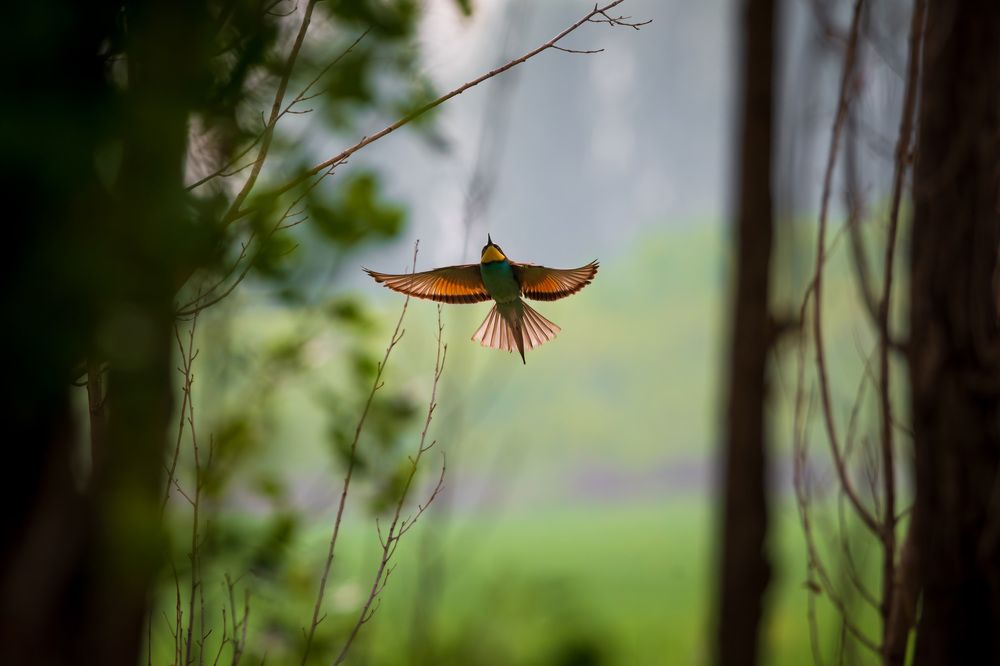 Photograph by Ata Hassanzadeh Dastforoush