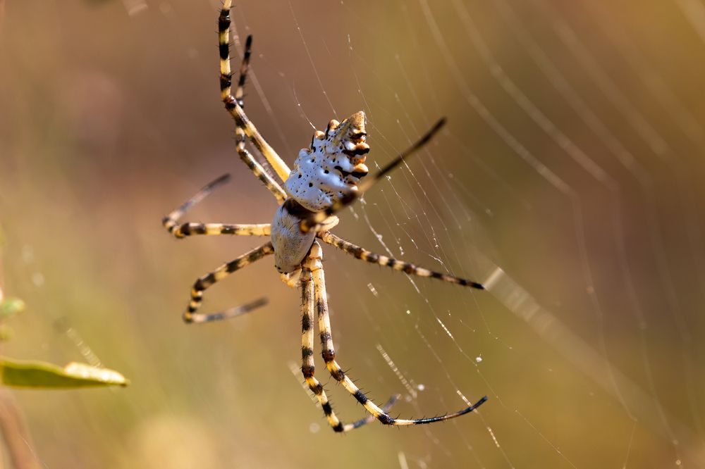 Photograph by Светлана Тараканова