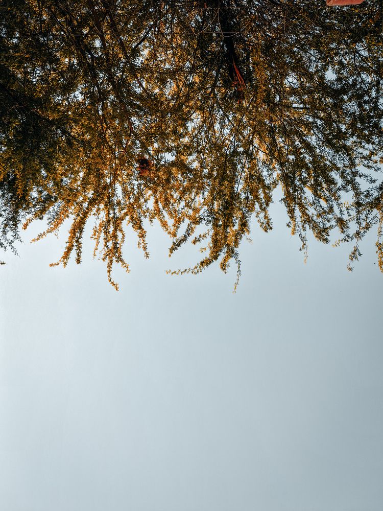 Photo #10608854