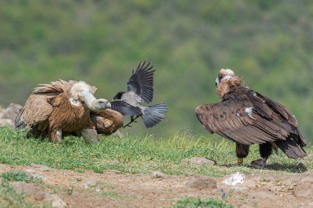 Фотография автора Елена Караилиева