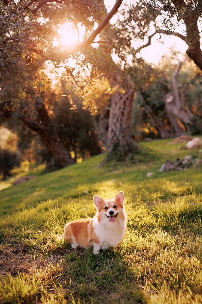Вельш-корги Тесла в оливковой роще (город Бар, Черногория)