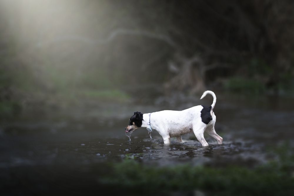 Perro en rio