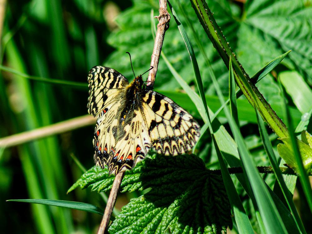 Фотография автора Виктория Болховитина-Зеленкова