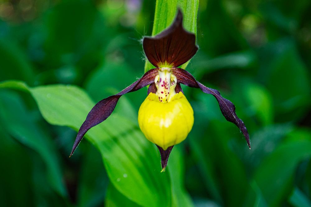 Фотография автора Виктория Болховитина-Зеленкова