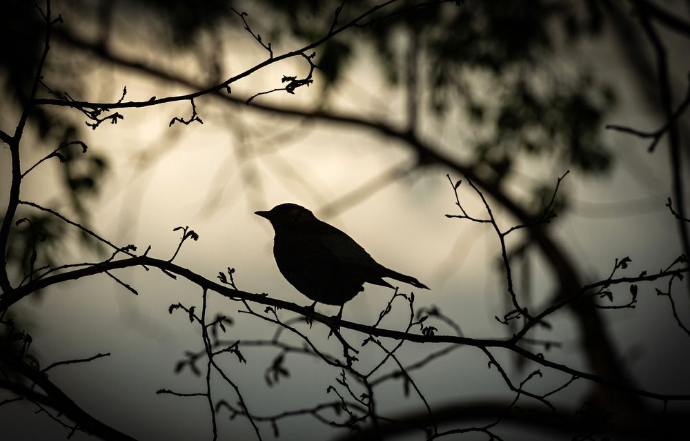 Photograph by Сергей Басов