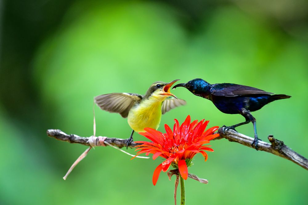 Photograph by Irene Chattopadhyay