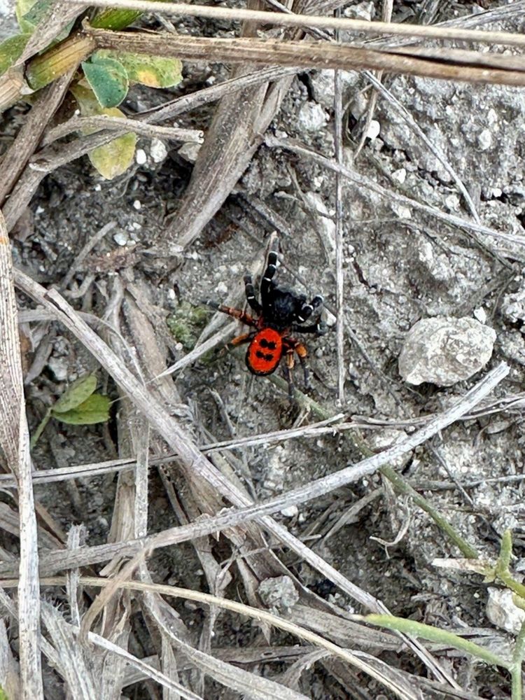 Фотография автора Виктория Болховитина-Зеленкова